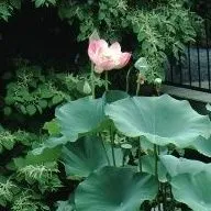 thumbnail for publication: Nelumbo nucifera Lotus, Sacred Lotus